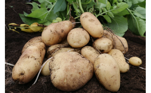 秦野産野菜イメージ