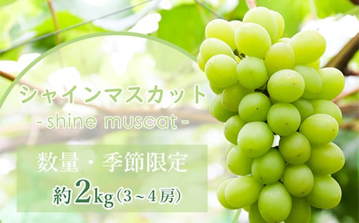 【数量限定】≪9月中旬～10月中旬お届け≫ぶどう（シャインマスカット）2㎏_2020年産_大粒_種なし_皮ごと_ぶどう のサムネイル