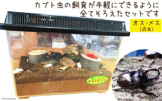 [№55590176]カブト虫飼育セット（オス・メス成虫）のサムネイル