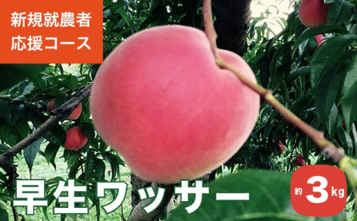 早生ワッサーは白桃とネクタリンをかけあわせてつくった信州生まれの果物です。