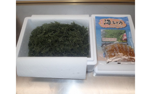 海ぶどう 500g 1個セット タレ付き 沖縄県中城村 ふるさと納税 ふるさとチョイス