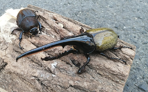 250p7801 ヘラクレスオオカブト雄 140ｍｍ 雌 60ｍｍ セット 秋田県大館市 ふるさと納税 ふるさとチョイス