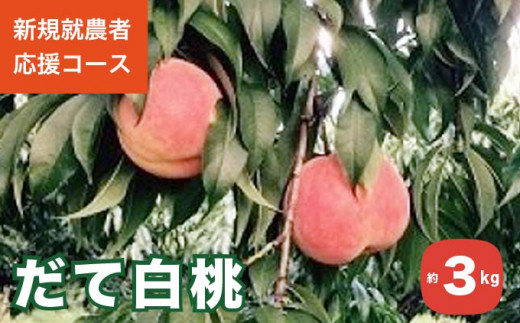 だて白桃は、極晩成の桃で果汁が豊富で濃厚な甘みが特徴の桃です。1年の食べ納めにぜひお試しください。