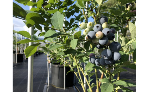 即納 最大半額 ふるさと納税 ブルーベリー狩りと60分食べ放題 お土産付き チケット 入場券 優待券 お届け 21年8月10日まで 国際ブランド Ihmc21 Com