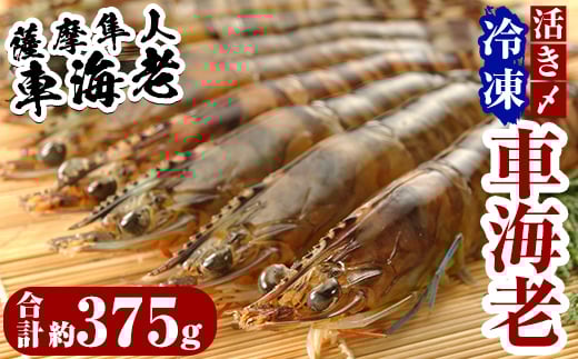 B 014 活き〆冷凍車海老 薩摩隼人車海老 合計約375g 約125g 3パック 小分け真空パックで急速冷凍した新鮮な鹿児島県産クルマエビはお刺身にもおすすめ Mbc開発 鹿児島県霧島市 ふるさと納税 ふるさとチョイス