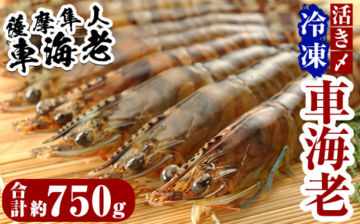 D-004 活き〆冷凍車海老「薩摩隼人車海老」6パック【MBC開発】霧島市