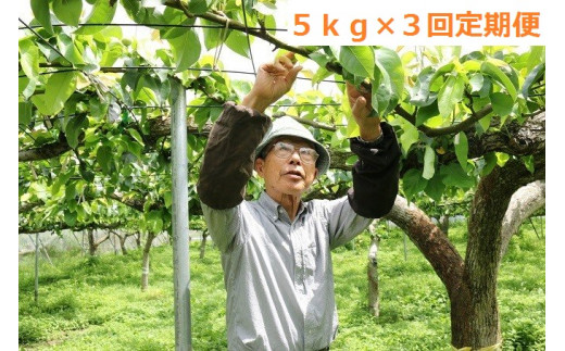 イオン銀行 ふるさと納税特設サイト Powered By ふるさとチョイス 埼玉県白岡市 5672 0433 白岡の梨 白岡 美人 彩玉梨5kg 8玉 10玉
