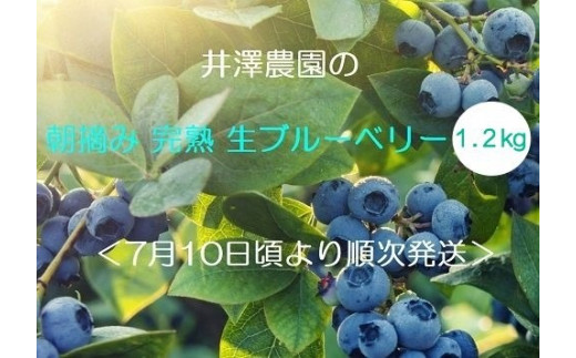 0801 朝摘み完熟ブルーベリー 1 2kg 信州飯綱町産 有機肥料栽培 配送先は本州限定 長野県飯綱町 ふるさと納税 ふるさとチョイス