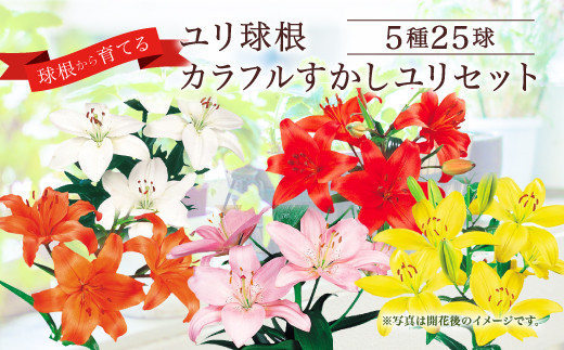 ユリ球根 カラフルすかしユリセット 5種 各5球 25球セット 高品質 宮崎県えびの市 ふるさと納税 ふるさとチョイス