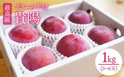 プラム 貴陽 【6月下旬発送開始予定】プラム 貴陽 約1kg（5～6玉