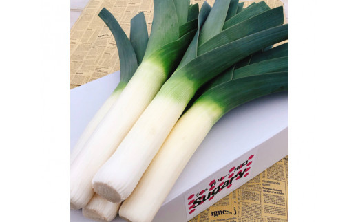 No 114 Sugaryポロ リーキ 西洋ねぎ ポロネギ 葱 千葉県 特産品 千葉県山武市 ふるさとチョイス ふるさと納税サイト