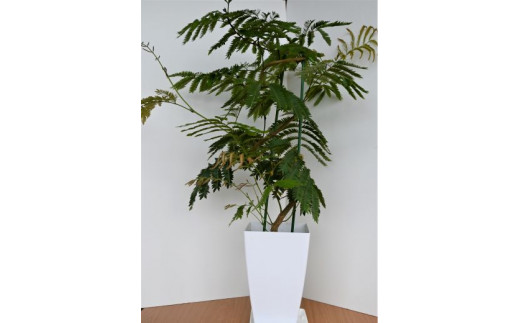 【観葉植物】エバーフレッシュ 8号鉢 (いぶすき農業協同組合)のサムネイル