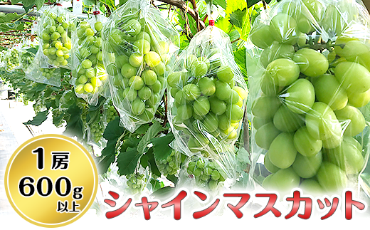11 03シャインマスカット1房 600g以上 いっちーブドウ園 茨城県阿見町 ふるさと納税 ふるさとチョイス