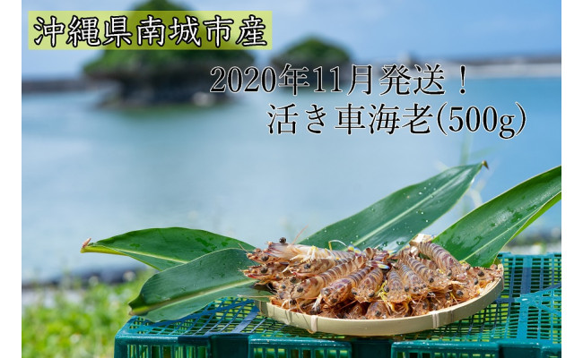 沖縄県南城市産活き車海老 500g 沖縄県南城市 ふるさと納税 ふるさとチョイス