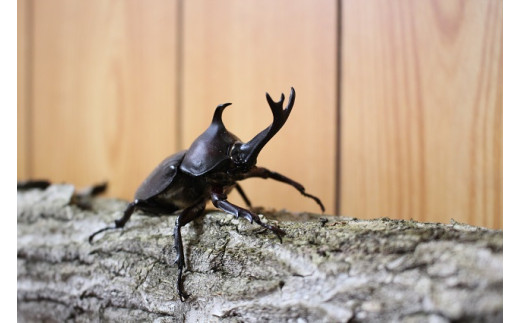 岩手県遠野市生まれ カブトムシ成虫カップル 岩手県遠野市 ふるさとチョイス ふるさと納税サイト