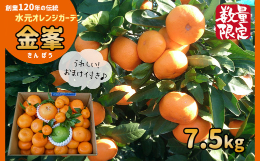 Ab1 温州みかん 限定50セット 高級品種 金峯5kg 熊本県玉名市 ふるさと納税 ふるさとチョイス