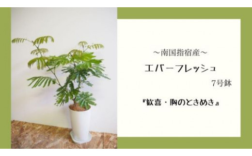 観葉植物 エバーフレッシュ7号鉢 弓指園芸 鹿児島県指宿市 ふるさと納税 ふるさとチョイス