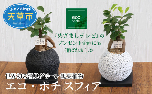 S060 010 エコ ポチ スフィア ガジュマル 観葉植物 熊本県天草市 ふるさと納税 ふるさとチョイス