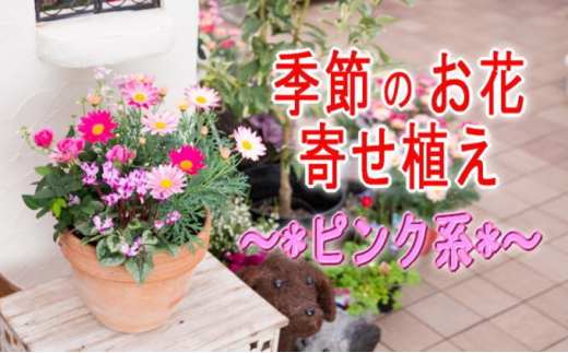 季節のお花寄せ植え(赤・ピンク系)