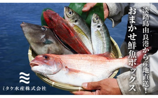【兵庫県洲本市】EW01:淡路島由良港から産地直送!おまかせ鮮魚ボックスA