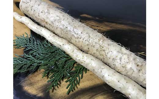 ここのえの自然薯 約1kg 長芋 山芋 とろろ 山菜 九重町産 【2026年2月