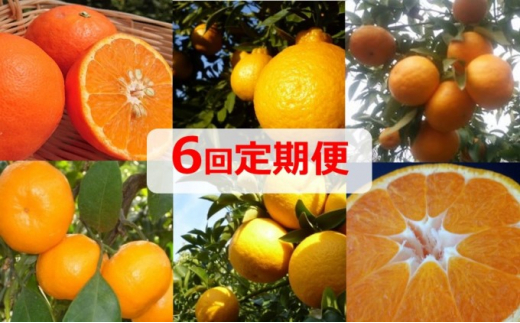 5回定期便】フジカワ果樹園オリジナル・新季節の柑橘セット - 香川県