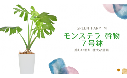 観葉植物 モンステラ 幹物 ７号鉢 Green Farm M 鹿児島県指宿市 ふるさと納税 ふるさとチョイス