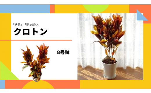 観葉植物 クロトン8号 トロピカルフルーツ プランツ 鹿児島県指宿市 ふるさと納税 ふるさとチョイス