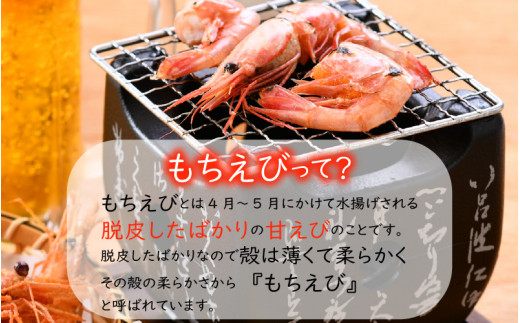 やわらか い 天ちゃん もちえび 1kg 先行予約 令和3年4月発送開始予定 A 8502 福井県坂井市 ふるさと納税 ふるさとチョイス