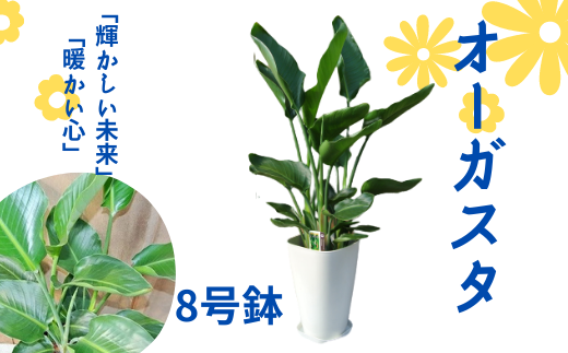 観葉植物 オーガスタ8号鉢 緑の中道 鹿児島県指宿市 ふるさと納税 ふるさとチョイス
