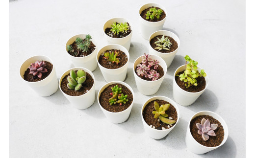BS016　セダム＆多肉寄せ植えセット12種のサムネイル