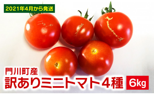 門川町産訳ありミニトマト4種 6kg X 6 宮崎県門川町 ふるさと納税 ふるさとチョイス