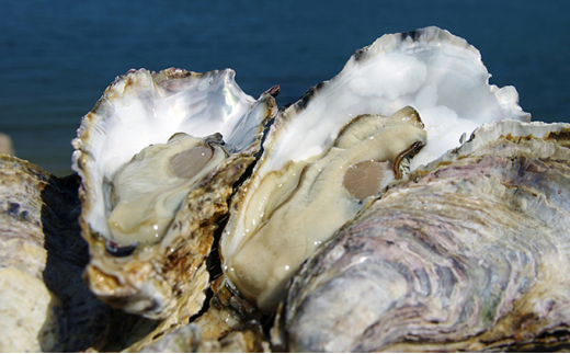 5624 0601 宮原水産 生かき むき身 1kg 500g 2パック 配達不可 北海道 沖縄 離島 広島県呉市 ふるさと納税 ふるさとチョイス