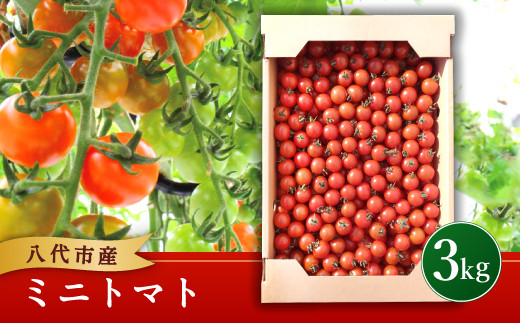 八代市産 松永農園の ミニトマト 3kg 熊本県八代市 ふるさと納税 ふるさとチョイス
