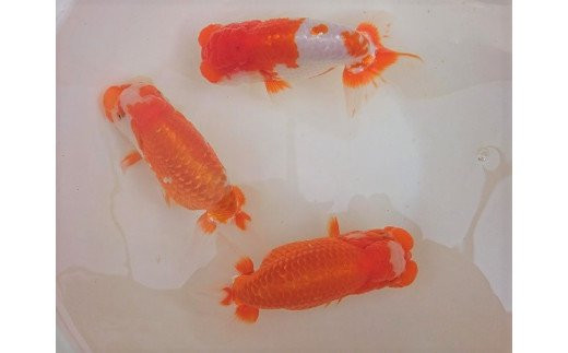 4631 1711 金魚の王様 らんちゅう 鑑賞 練習用 香川県東かがわ市 ふるさとチョイス ふるさと納税サイト