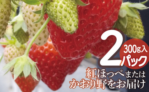 A 533 有機肥料使用 こだわりの八朔 5kg 15 個 島根県益田市 ふるさと納税 ふるさとチョイス