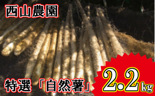 四国一小さなまちの自然薯】☆令和５年１１月下旬発送開始☆ 田野町