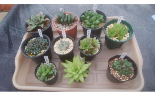 多肉植物 ハオルチア 5種セット 5651 0908 千葉県南房総市 ふるさと納税 ふるさとチョイス
