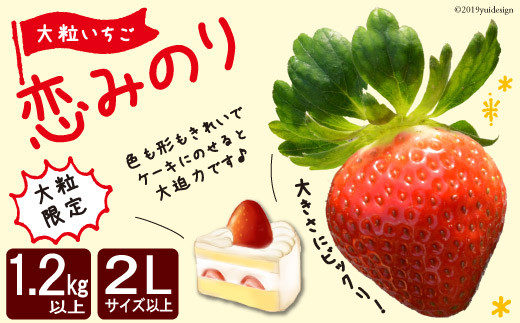 大粒限定 1 2kg以上 いちご 恋みのり 2lサイズ以上 長崎県雲仙市 ふるさと納税 ふるさとチョイス