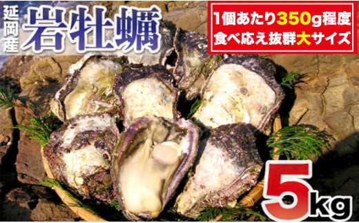 延岡産天然岩牡蠣（生食用）5kg（大）（2024年4月1日から発送