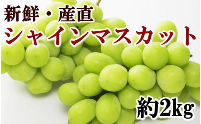 厳選・産直]有田巨峰村の朝採りシャインマスカット約２kg☆2023年8月下旬頃より順次発送 - 和歌山県有田川町｜ふるさとチョイス - ふるさと納税 サイト