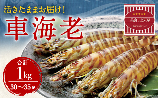 活きたままお届け 熊本天草の車海老 1kg 1000g 車えび 熊本県上天草市 ふるさと納税 ふるさとチョイス