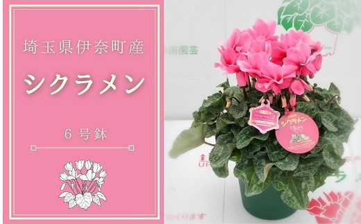 生産者直送！丹精込めて栽培されたシクラメン（6号鉢） シクラメン農家