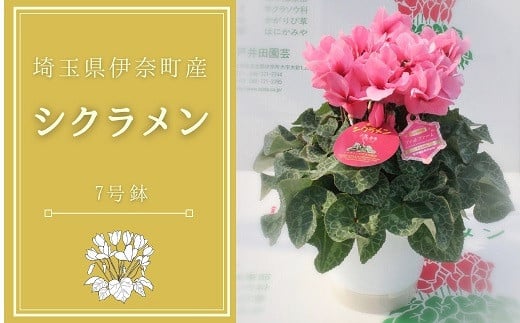 yʌɓޒzYҒIO߂č͔|ꂽVNi7jVN_ƒ ˈc| ʌ ɓޒ