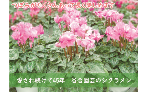 3 芳香シクラメン ピンク系 ６号鉢 限定３０鉢 埼玉県富士見市 ふるさと納税 ふるさとチョイス