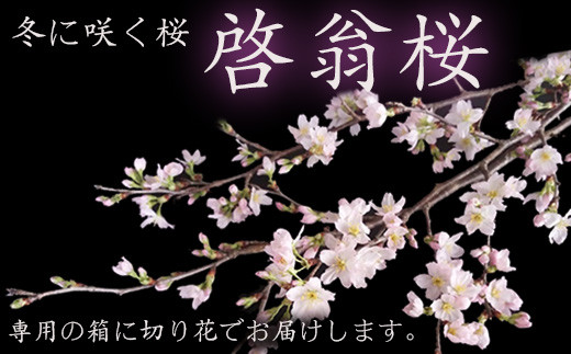 【2024年1月～3月頃発送】冬に咲く桜「啓翁桜」の切り花（80～90cm枝×8～10本）_F068(R5)