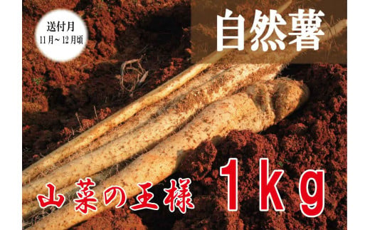 自然薯1kg - 岡山県吉備中央町｜ふるさとチョイス - ふるさと納税
