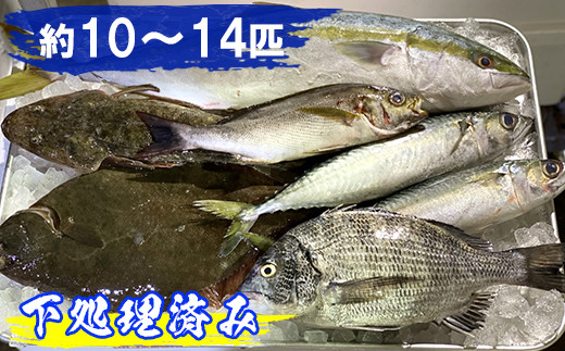 富津産 漁師のおまかせ魚貝セット 約10 14匹 千葉県富津市 ふるさと納税 ふるさとチョイス