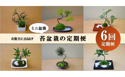 奇数月にお届け 和モダン ミニ盆栽の6回定期便 山梨県富士吉田市 ふるさと納税 ふるさとチョイス