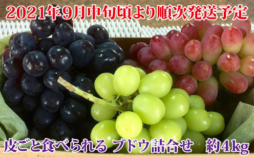 5657 2326 皮ごと食べられる ブドウ詰合せ 約6 7房 約4kg かんばやしブドウ園 21年発送 ９月中旬頃より順次発送予定 長野県須坂市 ふるさと納税 ふるさとチョイス